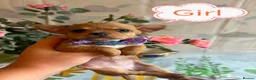 Chihuahua dogs for sale: Chihuahua puppies - Advert 24