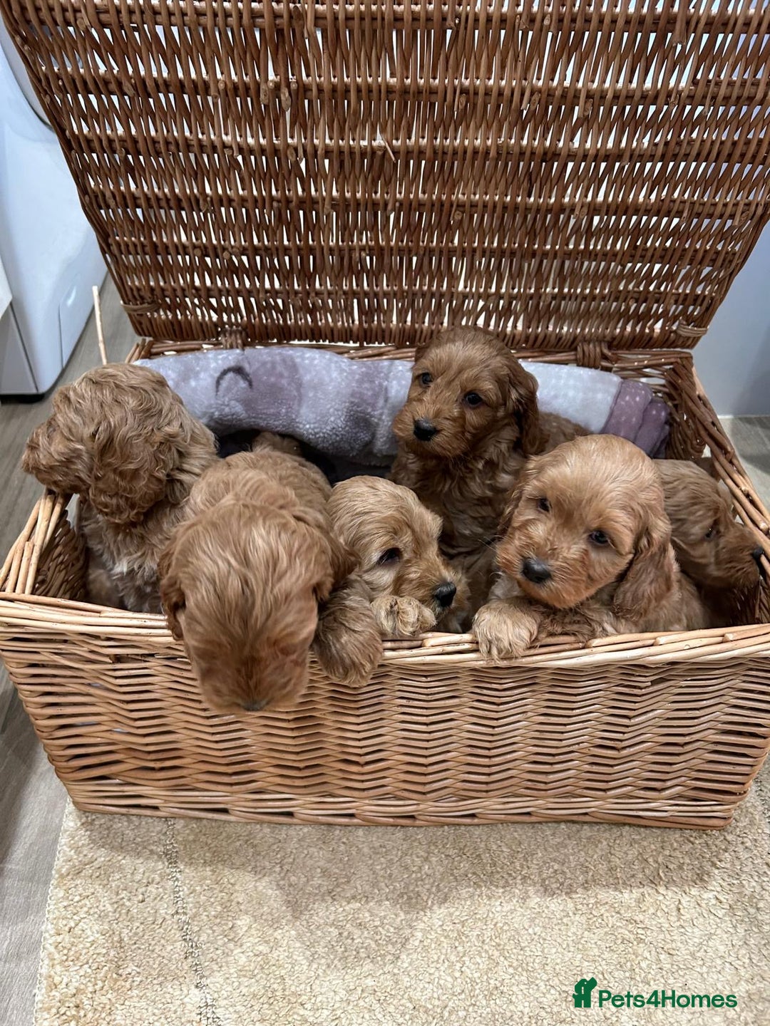 Cockapoo dogs for sale: F1 Miniature Cockapoo  - Advert 17