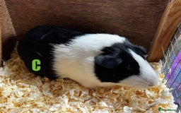 Guinea Pig rodents for sale: Boars and Sows - Image 25