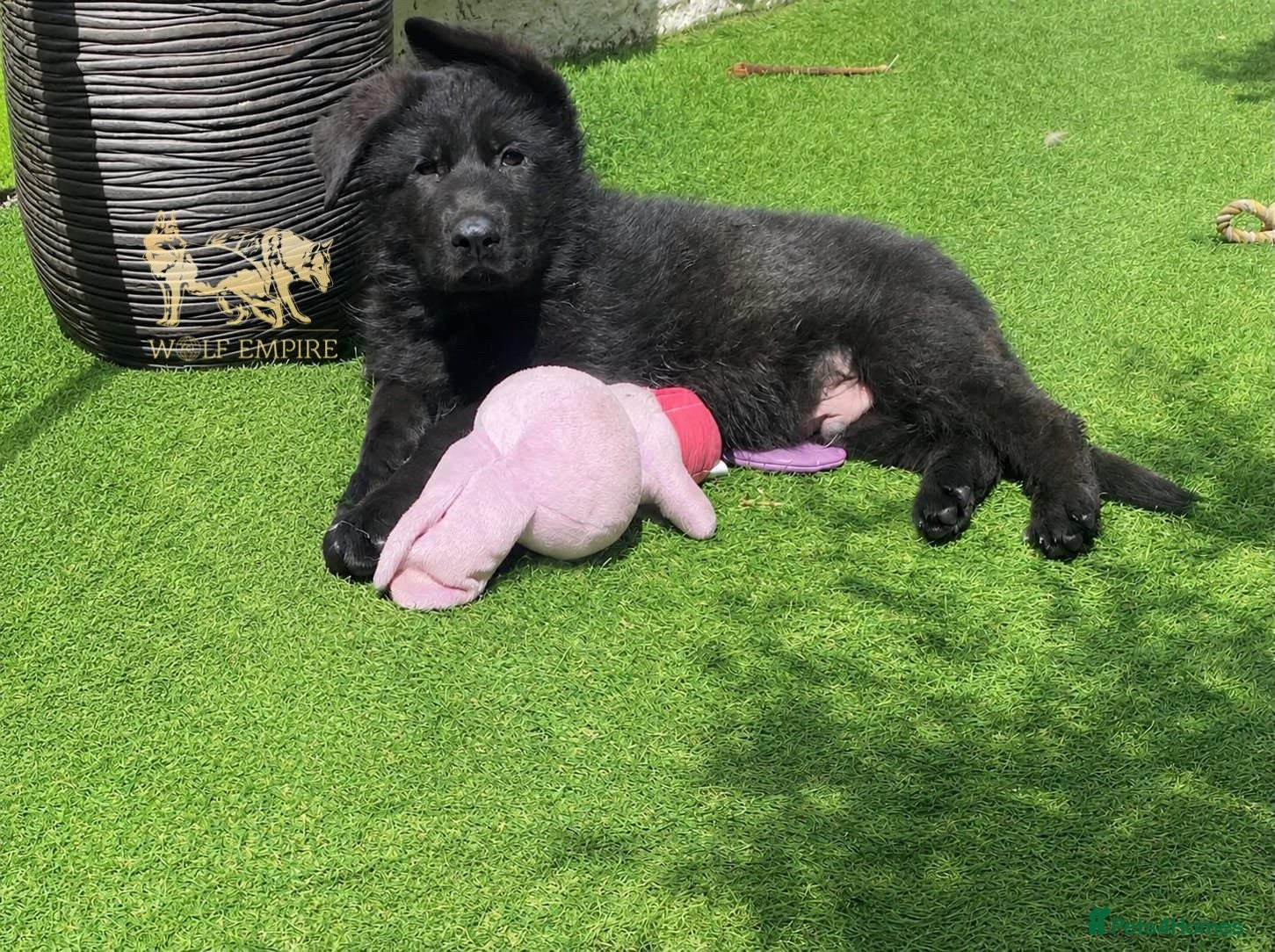 German Shepherd dogs Beautiful Gsd,Puppies  - Advert 15