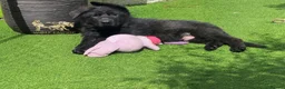 German Shepherd dogs for sale: Beautiful  Gsd Puppies  - Advert 5