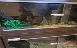 Corn Snake reptiles for sale: Corn Snakes  - Image 7