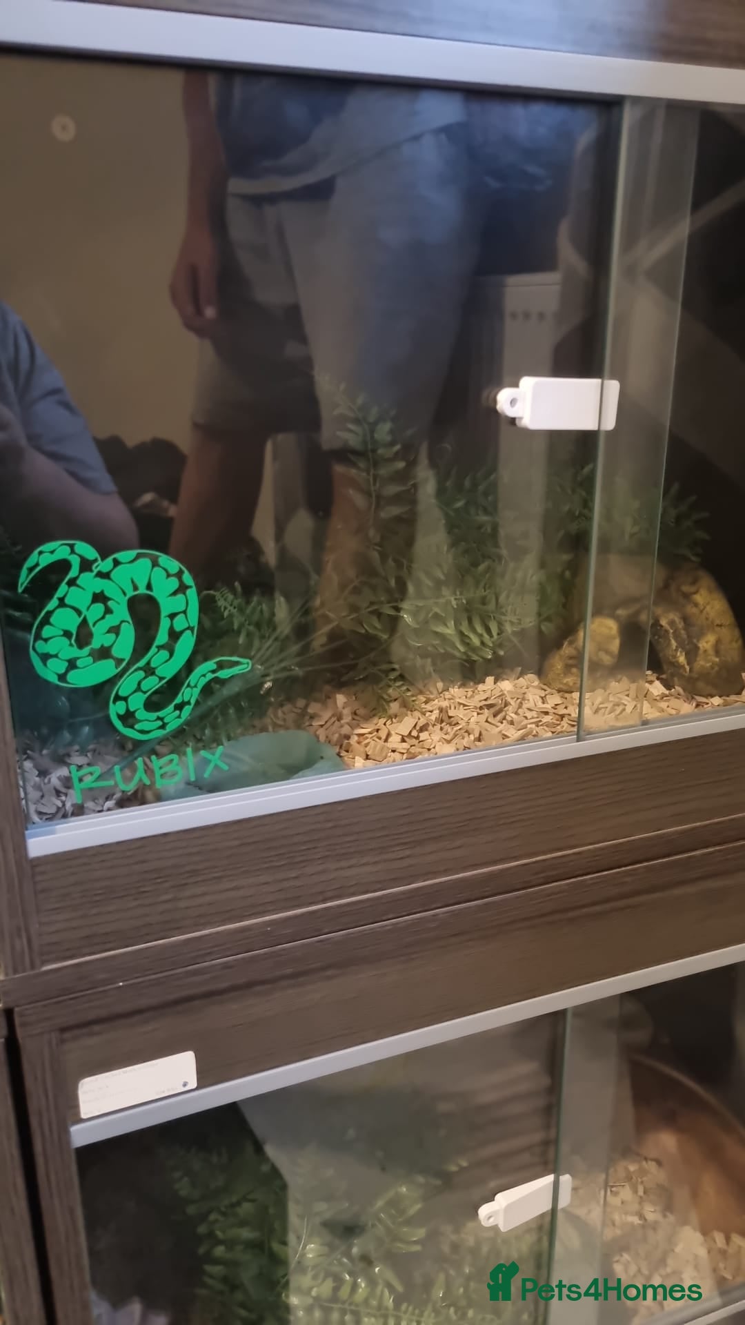 Corn Snake reptiles for sale: Corn Snakes  - Image 7