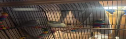 Budgerigars birds for sale: 2 Budgies and cage  - Advert 3