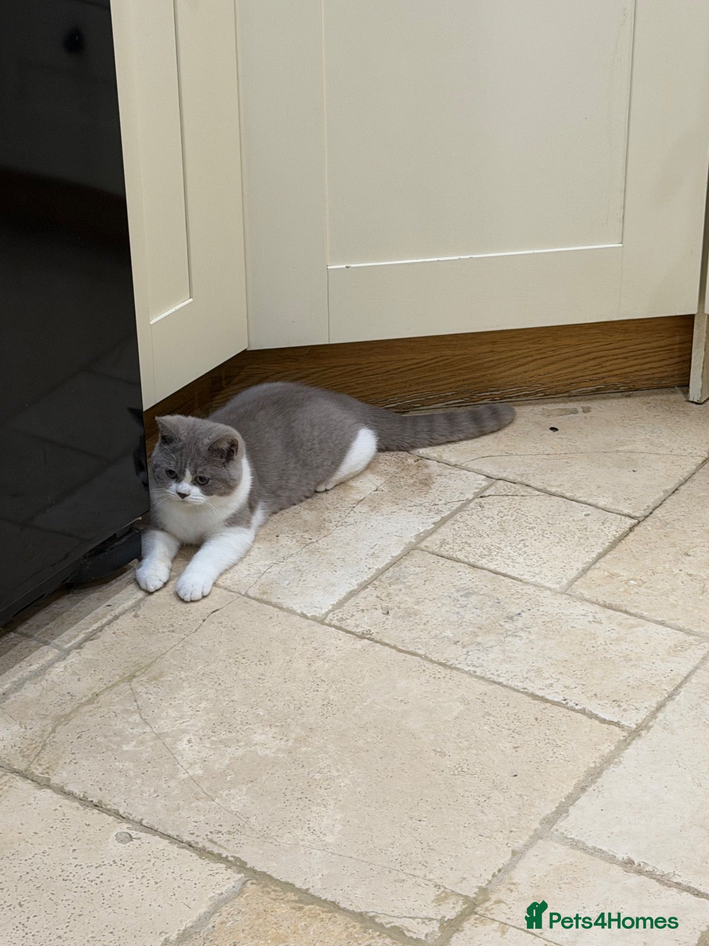 British Shorthair cats READY NOW - REGISTERED FULL PEDIGREE BSH - Advert 1