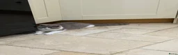 British Shorthair cats for sale: READY NOW - REGISTERED FULL PEDIGREE BSH - Advert 3