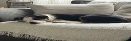 Welsh Collie dogs for sale: 4 Month old Welsh Boarder Collie  in Saint Helens - Advert 5