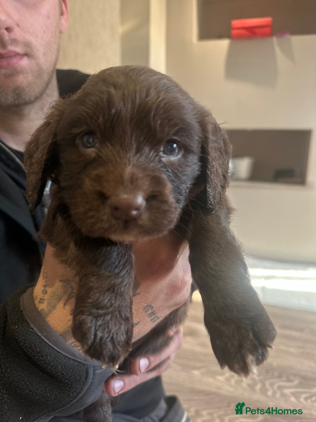 Cocker Spaniel dogs for sale: Cocker spaniel  - Image 2