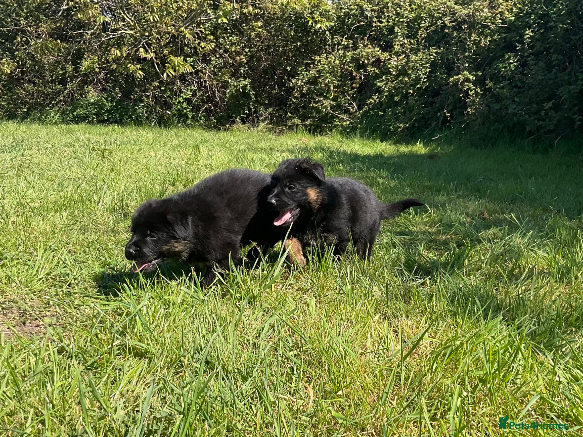 German Shepherd dogs Quality Litter of GSD Puppy’s @icepack - Advert 6