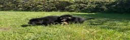 German Shepherd dogs for sale: Quality Litter of GSD (All has now been reserved) - Advert 1