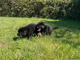 German Shepherd dogs Quality Litter of GSD Puppy’s @icepack - Advert 6