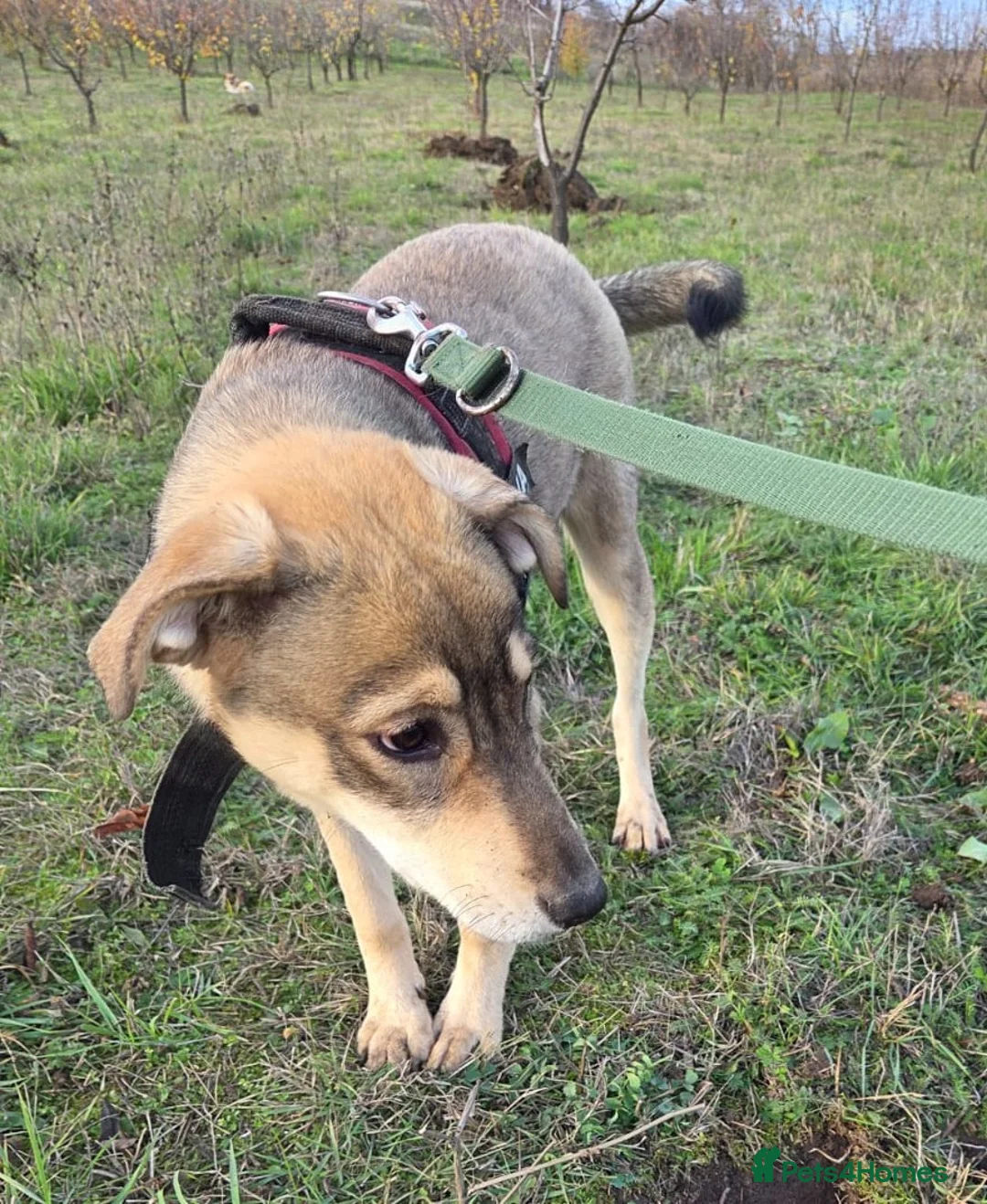 Mixed Breed dogs for adoption: 🐾DALIDA, Grace, Strength & a Heart Full of Love💛 - Advert 4