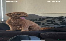 Cockapoo dogs for sale: Cockerpoos - Image 6