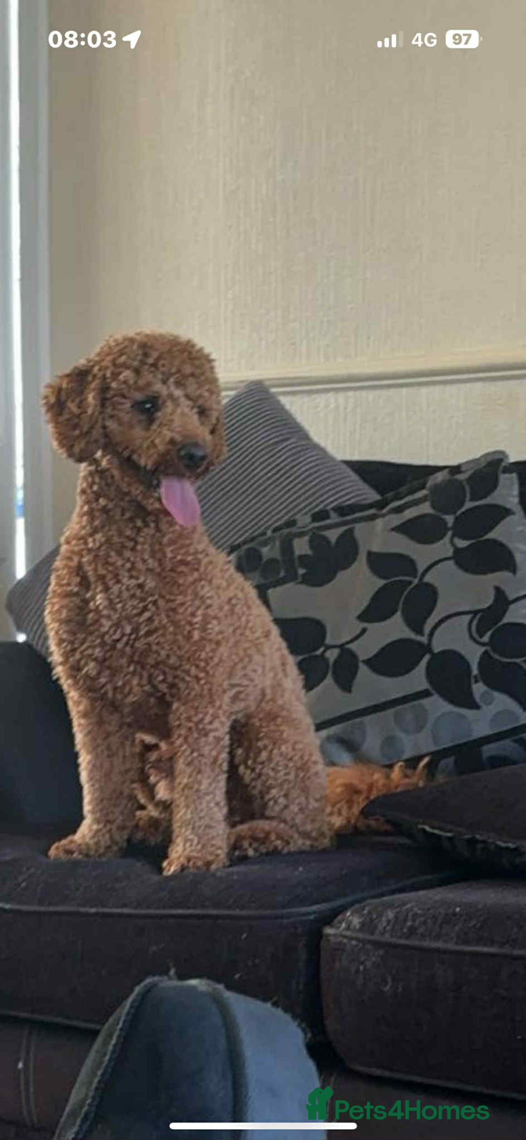 Cockapoo dogs for sale: Cockerpoos - Image 6