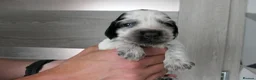 Cocker Spaniel dogs for sale: Show Type Cocker Spaniel Puppies in Nottingham - Advert 1