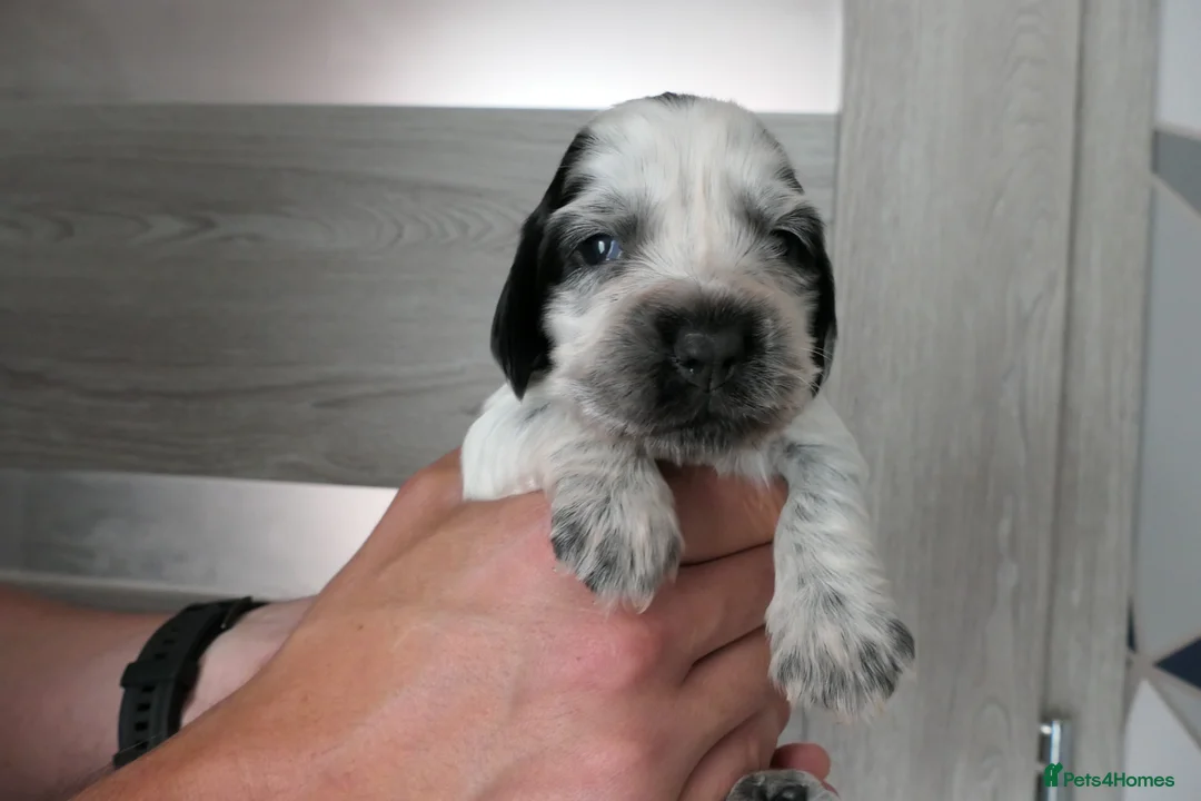 Cocker Spaniel dogs for sale: Show Type Cocker Spaniel Puppies in Nottingham - Advert 1