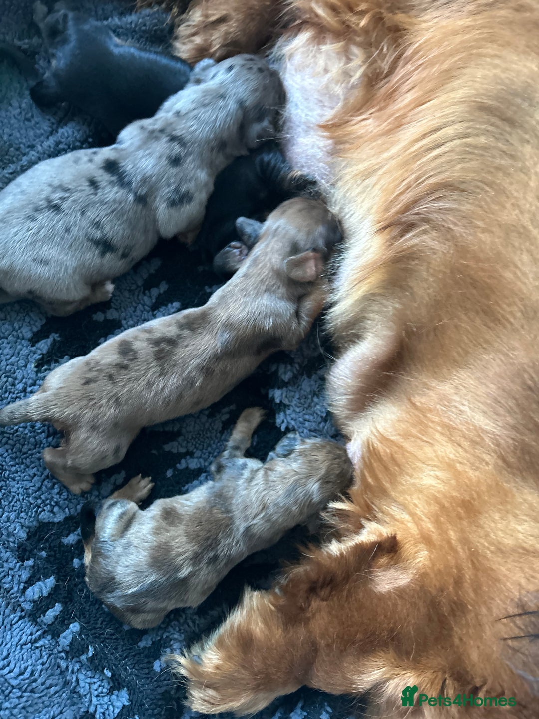 Dachshund dogs for sale: STANDARD KC REG LONGHAIRED DAPPLED DACHSOUNDS - Image 9