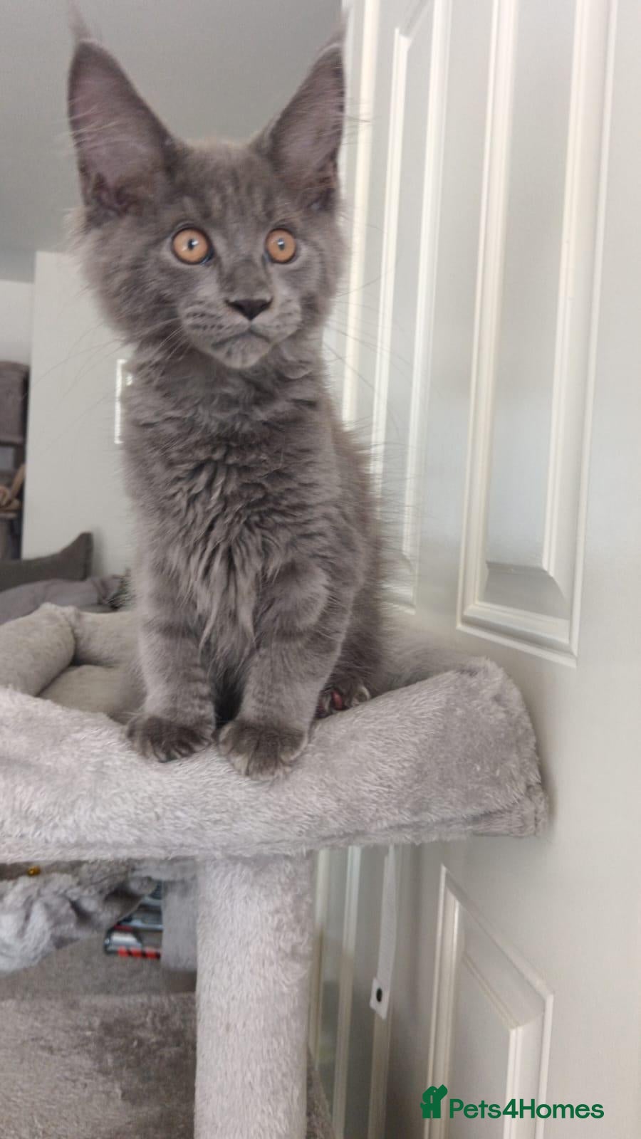 Maine Coon cats *Tica registered male maincoon kittens(pet only)  - Advert 2