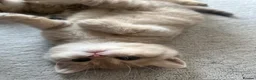 British Shorthair cats for sale: British shorthairs for sale - Advert 11