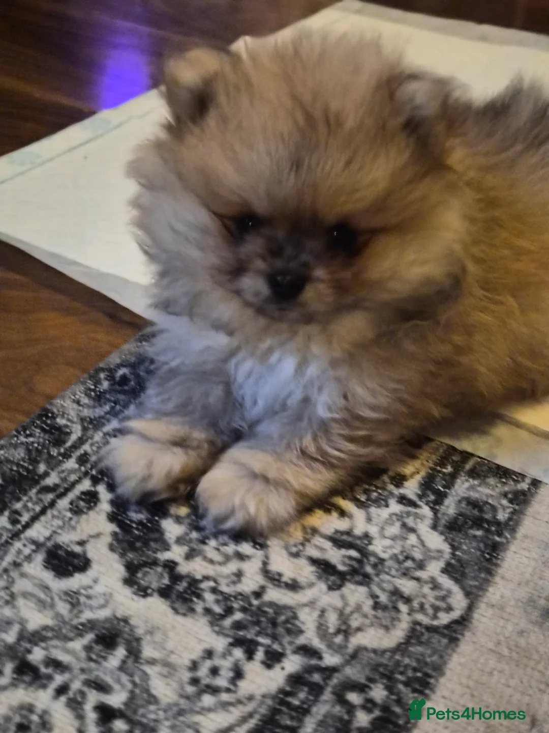 Pomeranian dogs for sale: Beautiful tiny pom boy💙💙 - Advert 2