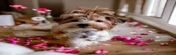 Biewer Terrier dogs for sale: Colorfull Yorkies  - Advert 14