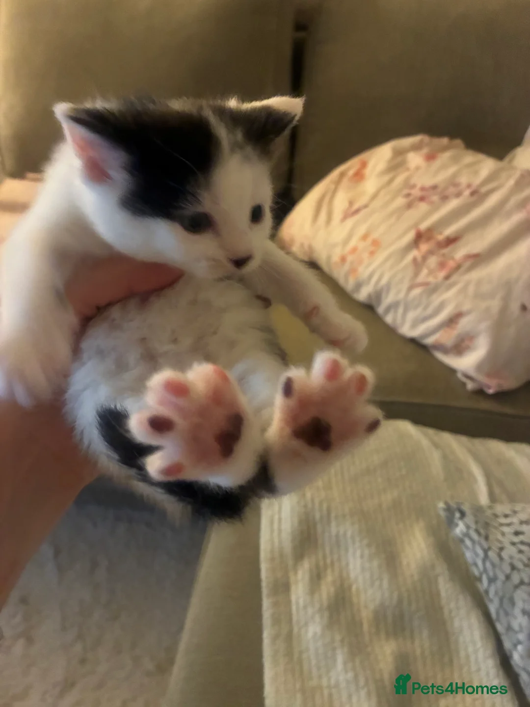 Turkish Angora cats for sale: Beautiful Turkish angora kitten  - Advert 12