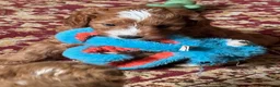 Cavapoo dogs for sale: Exceptional Pups Raised by a Professional Trainer. - Advert 11