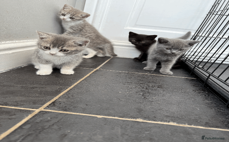 British Shorthair cats - Advert 1