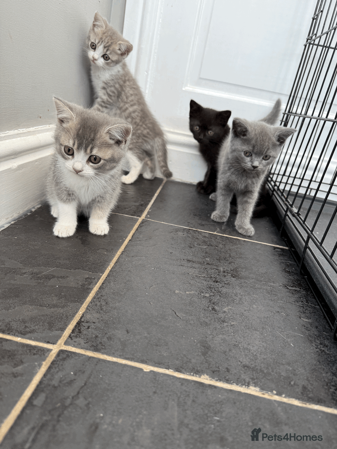 British Shorthair cats for sale: 4 british short Haired kittens for sale  - Image 1