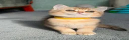 British Shorthair cats for sale: 4 Gorgeous British Shorthair TICA kittens - Advert 9