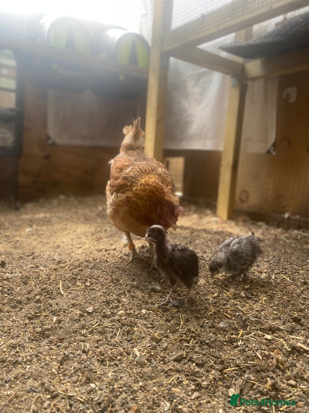 Chickens poultry for sale: POL HYBRID HENS SUPER FRIENDLY  - Image 4