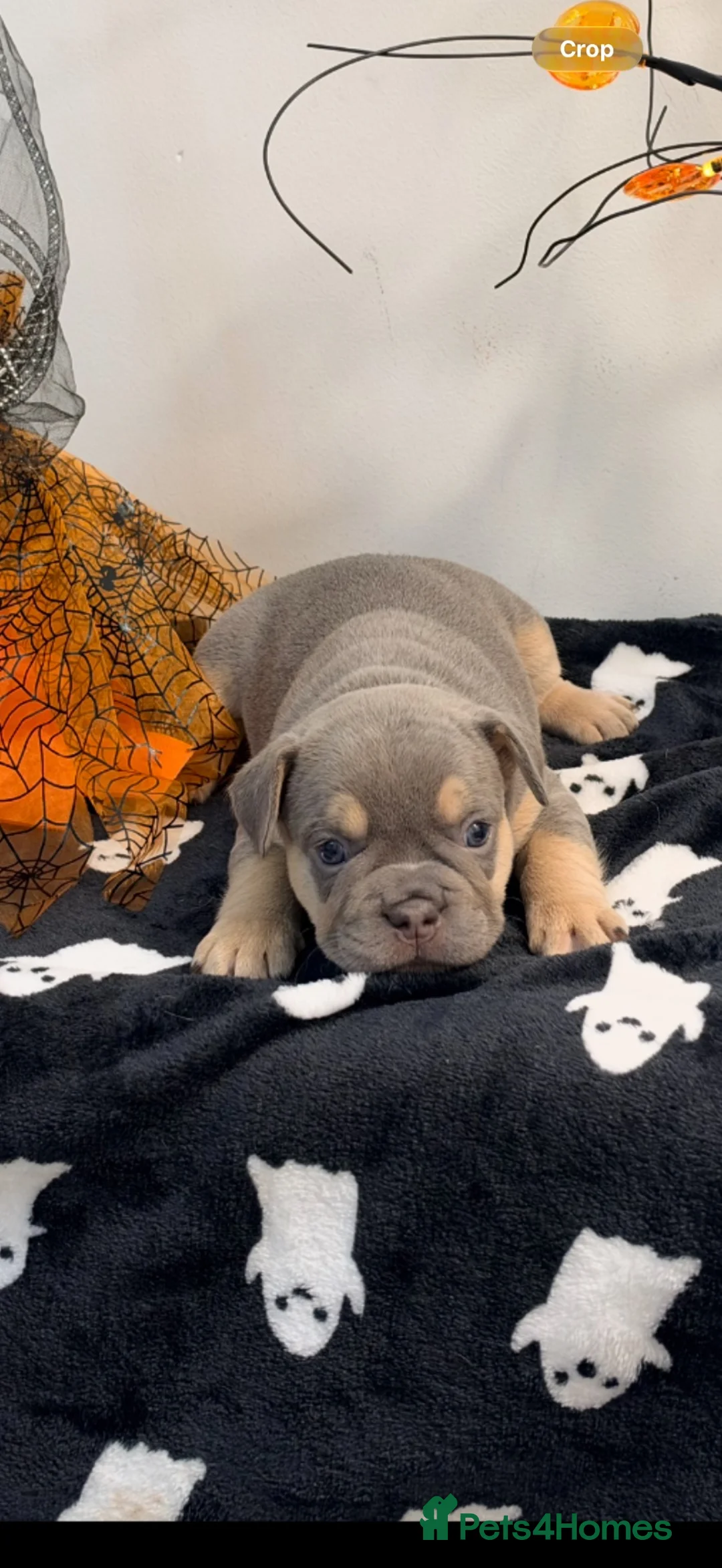 French Bulldog dogs for sale: French bulldog fluffys  - Advert 2