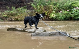 Border Collie dogs for sale: BORDER COLLIE / 7 months old  - Image 3