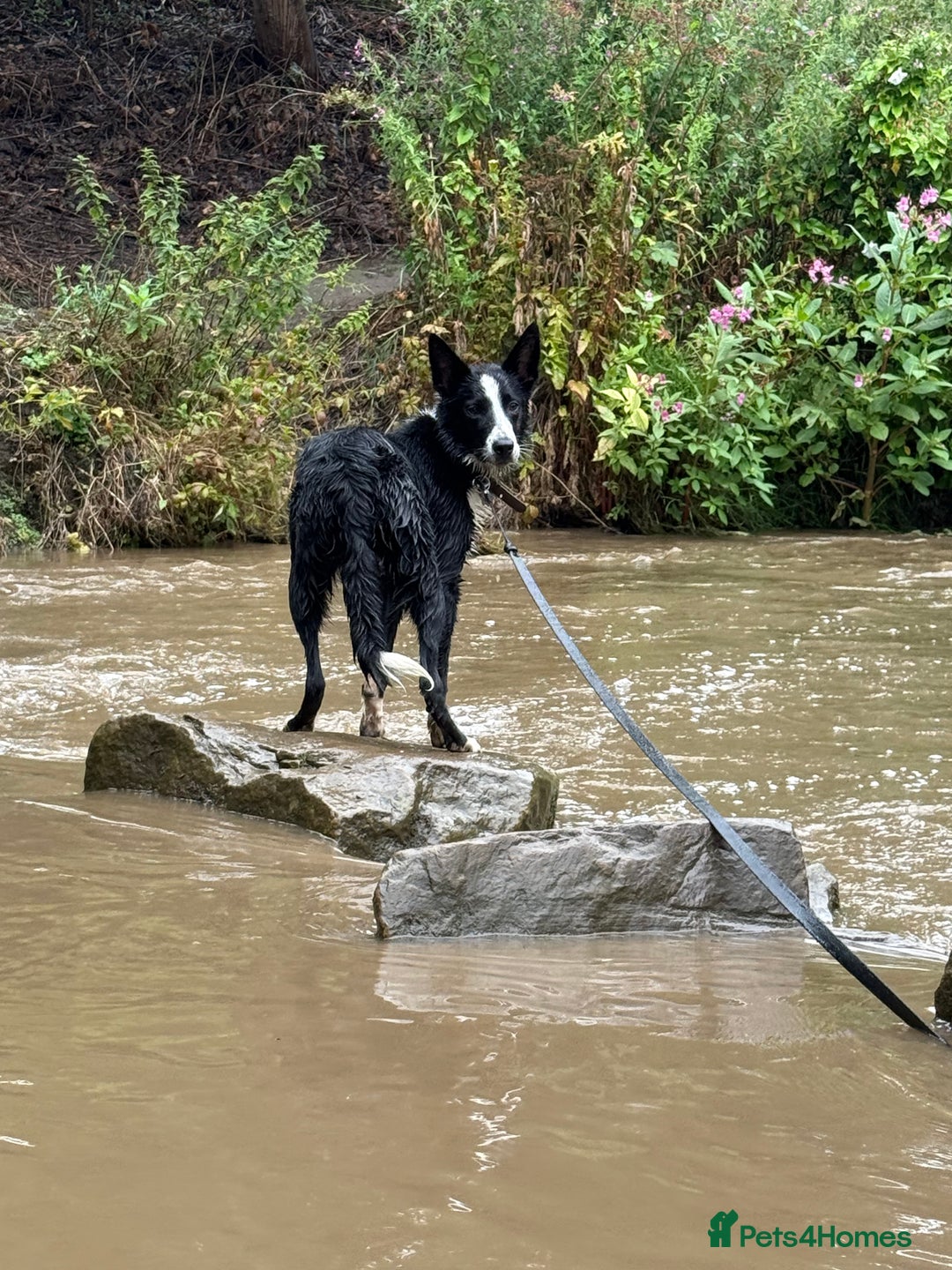 Border Collie dogs for sale: BORDER COLLIE / 7 months old  - Image 3