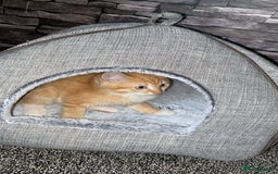American Shorthair cats for sale: Cute ginger kitten for sale half Serbian  - Image 1
