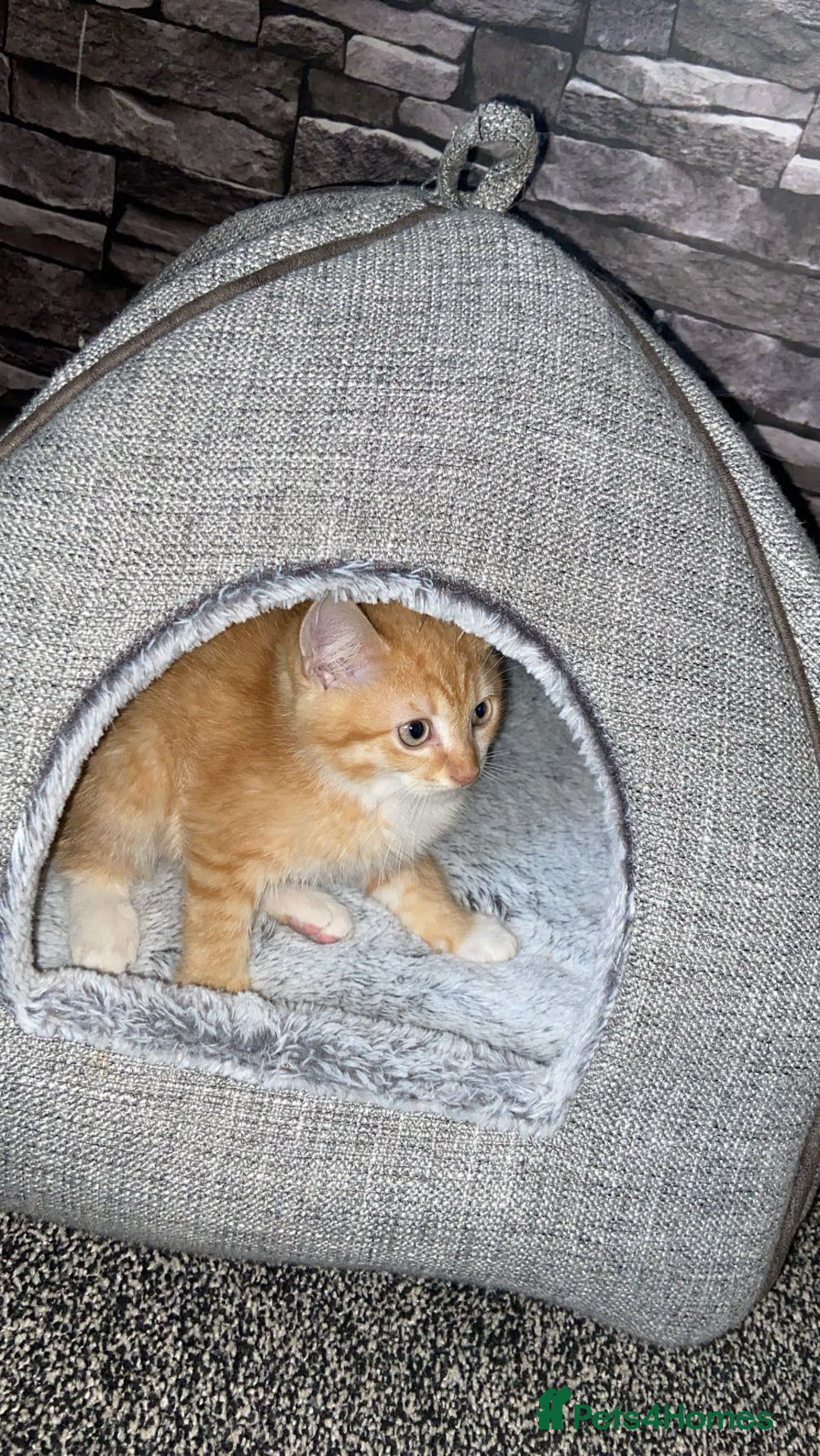 American Shorthair cats for sale: Cute ginger kitten for sale half Serbian  - Image 1