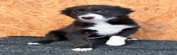 Border Collie dogs for sale: Stubleywood Border Collies - Advert 10