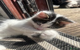 British Longhair cats for sale: Lovely friendly kittens - Image 32