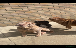 Shar Pei dogs for sale: New home needed - Image 3