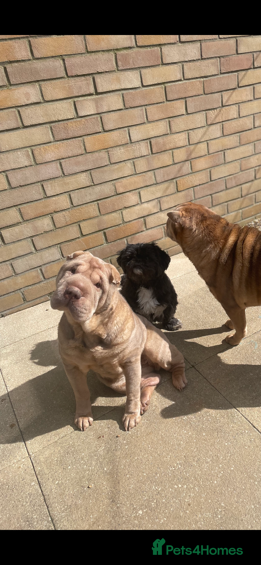 Shar Pei dogs for sale: New home needed - Image 3