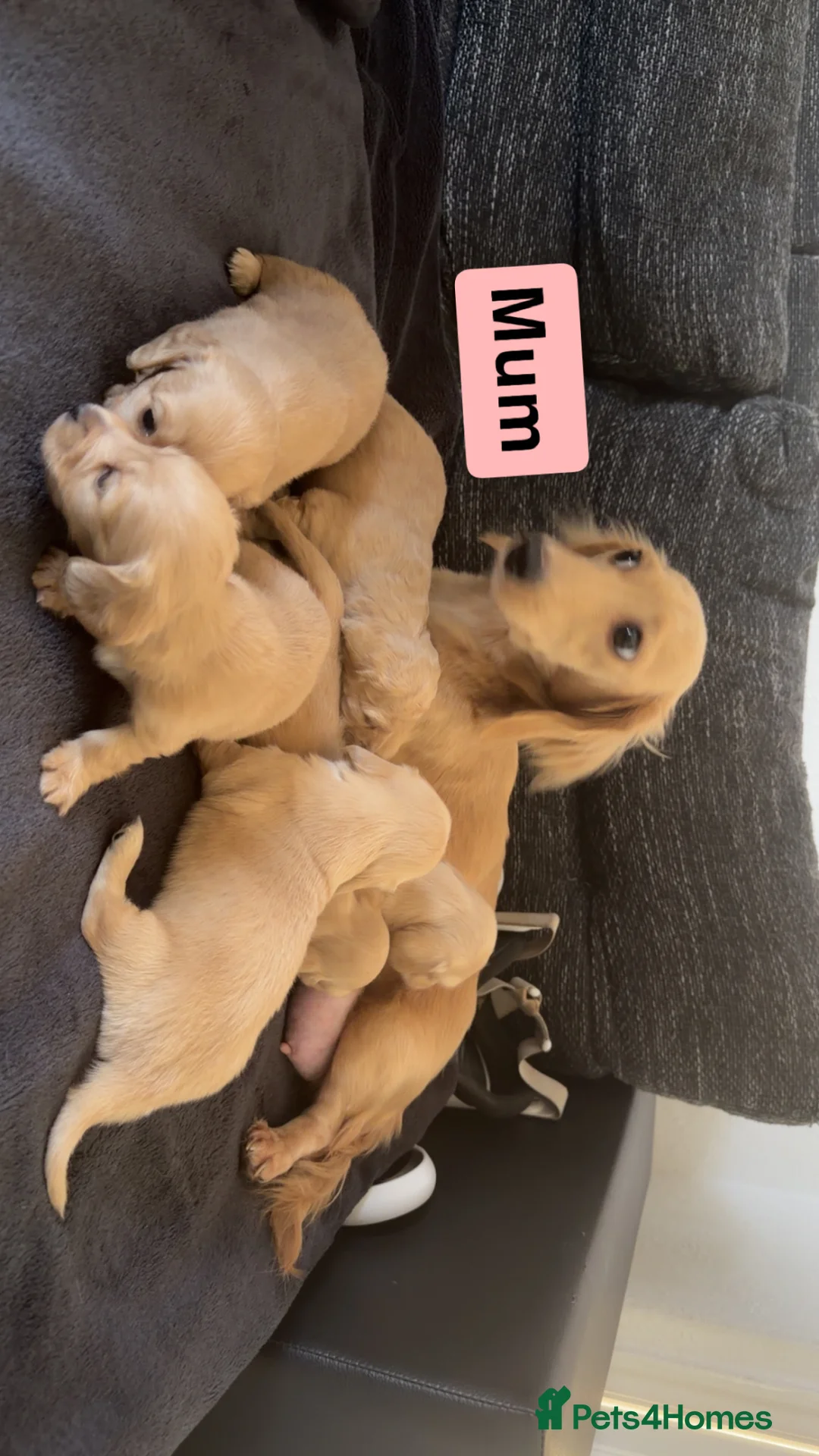 Miniature Dachshund dogs for sale: 6 miniature long haired cream dachshund puppies - Advert 1