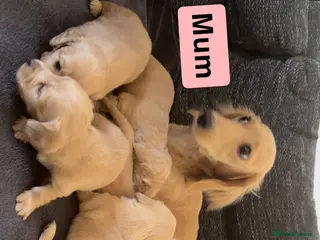 Miniature Dachshund dogs 6 miniature long haired cream dachshund puppies - Advert 1