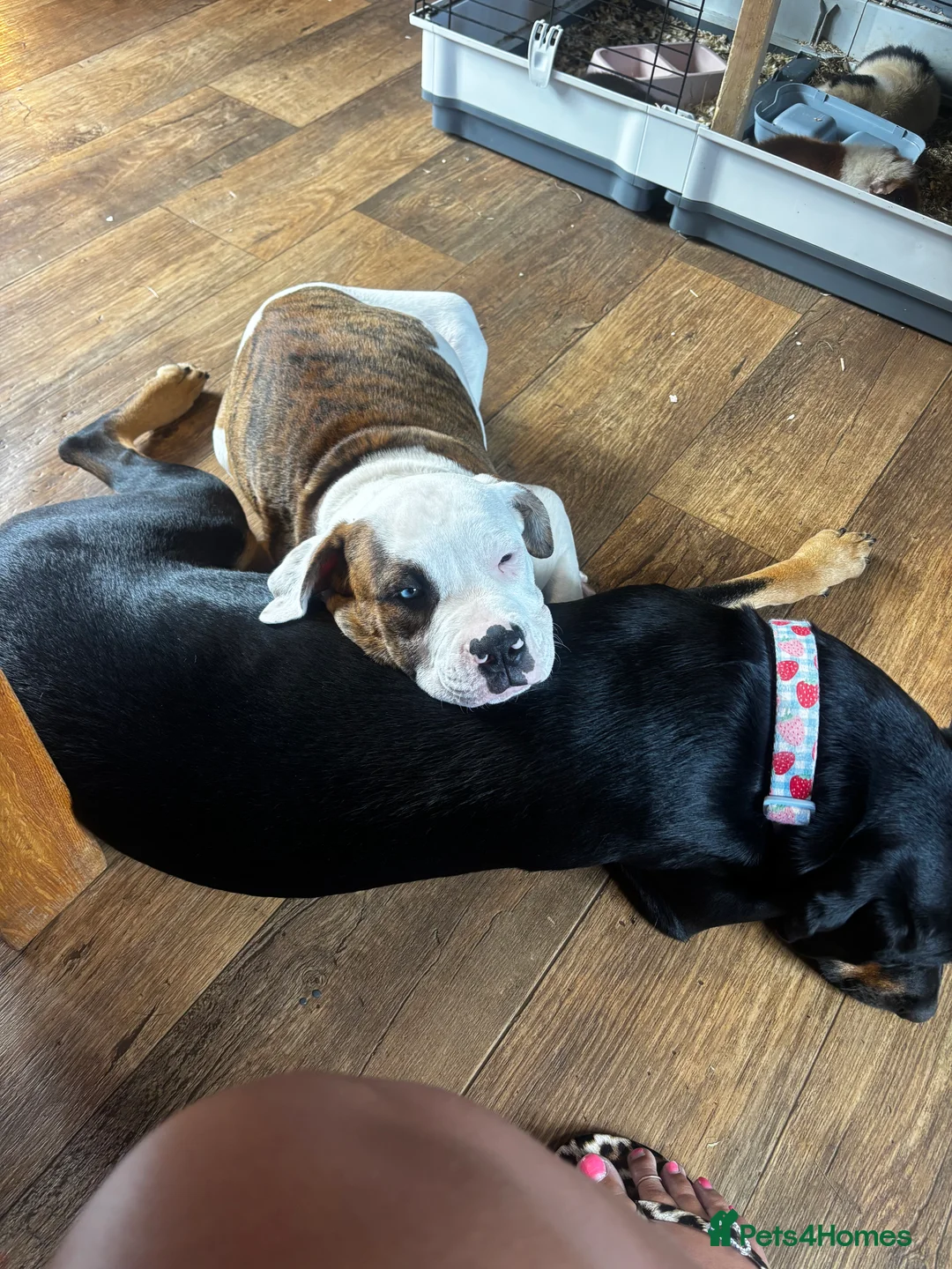 American Bully dogs for sale: Handsome boy  - Advert 20