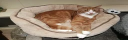 Mixed Breed cats for sale: Two gorgeous adult cats looking for a loving home - Advert 7