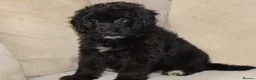 Aussiedoodle dogs for sale: Aussiedoodle F1 Health Tested KC registered parent - Advert 11