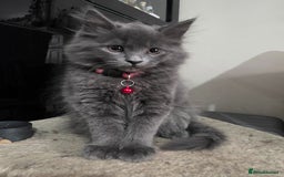 Mixed Breed cats for sale: Adorable fluffy kittens looking for a new home. - Image 3