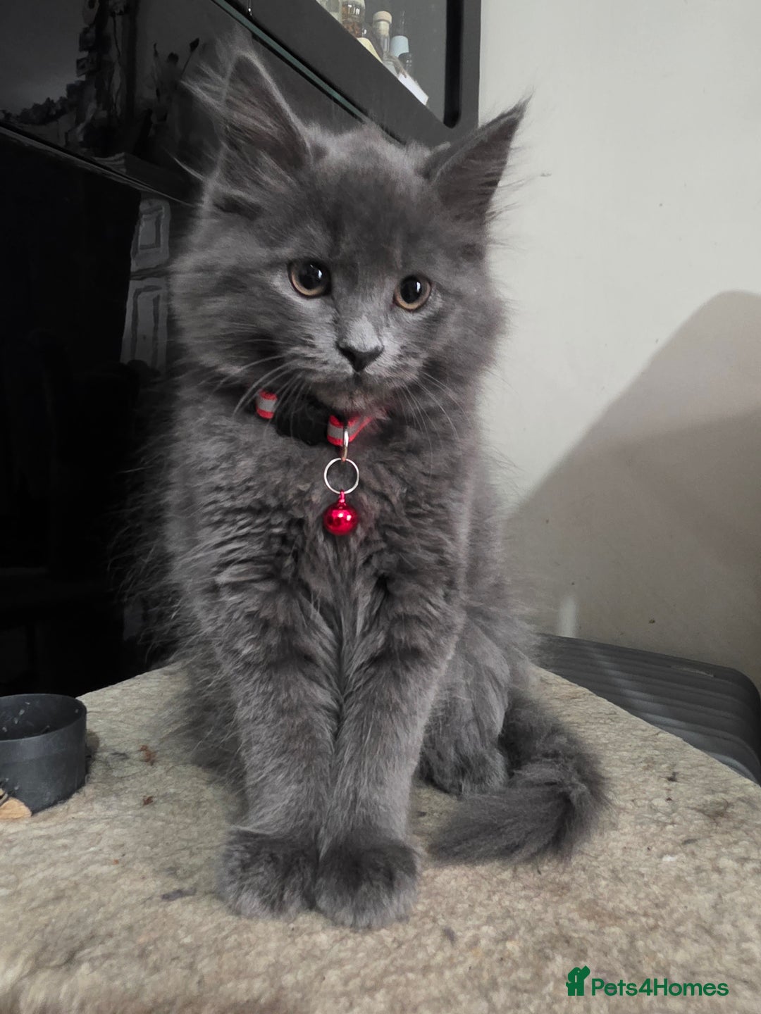 Mixed Breed cats for sale: Adorable fluffy kittens looking for a new home. - Image 3