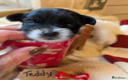 Biewer Terrier dogs for sale: Adorable Purebred Biewers  - Image 14