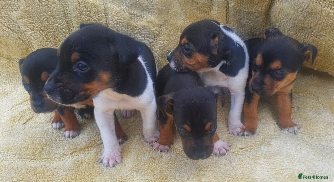 Jack Russell dogs for sale: Jack russell puppies - Image 8