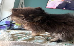 Pomeranian dogs for sale: Bear the tiny Pomeranian  - Image 4